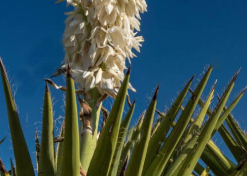 Як, коли і у що правильно пересаджувати юку