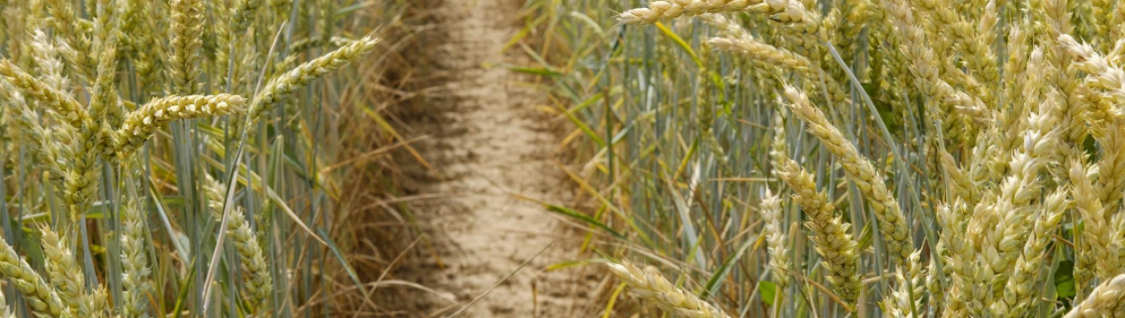 Озимий сорт пшениці Таня: опис та особливості вирощування