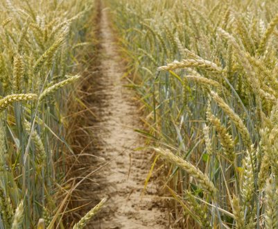 Озимий сорт пшениці Таня: опис та особливості вирощування