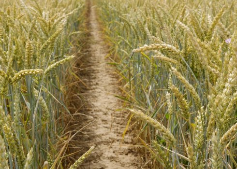 Озимый сорт пшеницы Таня: описание и особенности выращивания