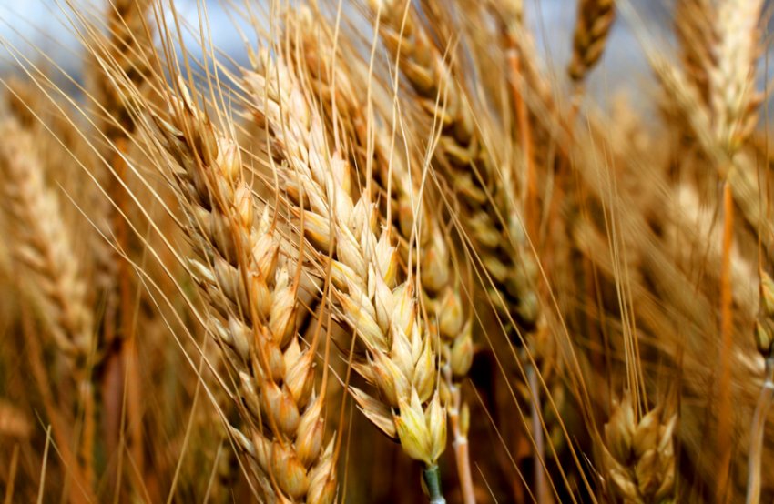 Сорт пшениці Таня Сорт пшениці Таня