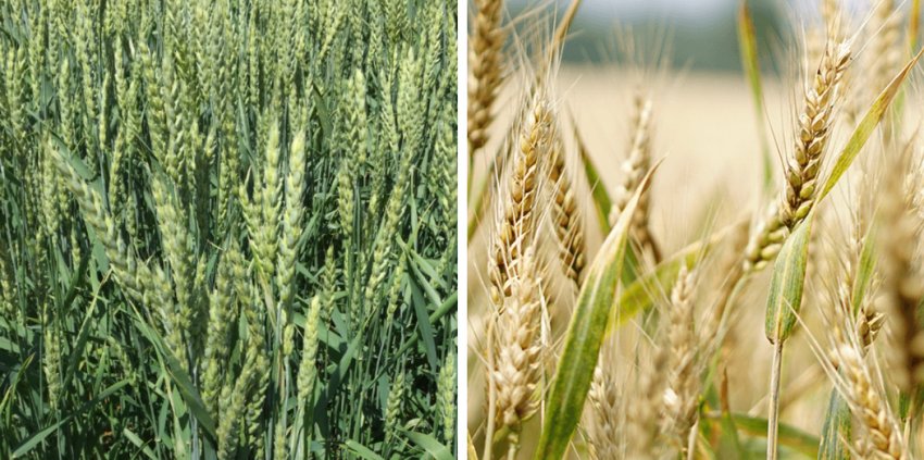 Сорт пшениці Таня Сорт пшениці Таня