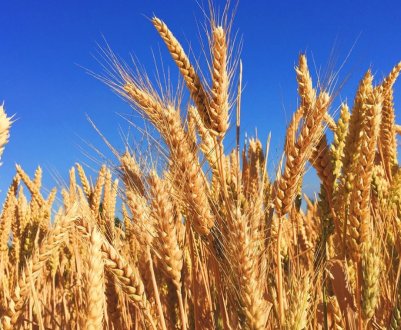 Чим відрізняються тверді та м'які сорти пшениці