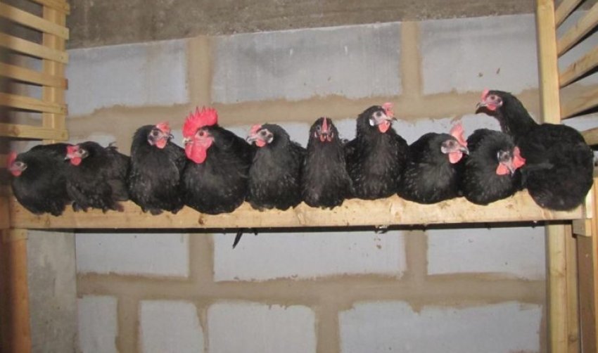 Китайські кури синь синь дянь Китайські кури синь синь дянь