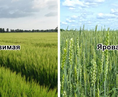 Чим відрізняється яра пшениця від озимої
