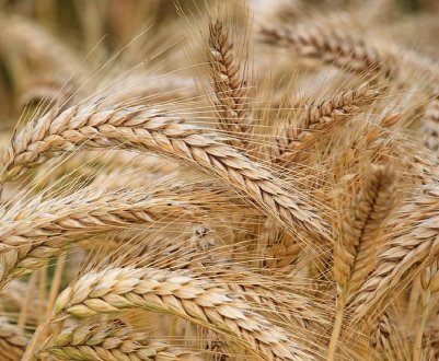 Найкращі сорти озимого ячменю