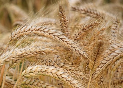 Найкращі сорти озимого ячменю