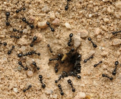 Чи допомагає пшоно позбутися садових мурах