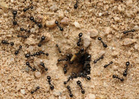 Чи допомагає пшоно позбутися садових мурах