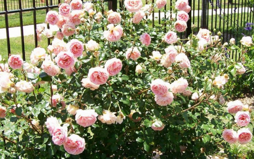 Абрахам Дербі Абрахам Дербі