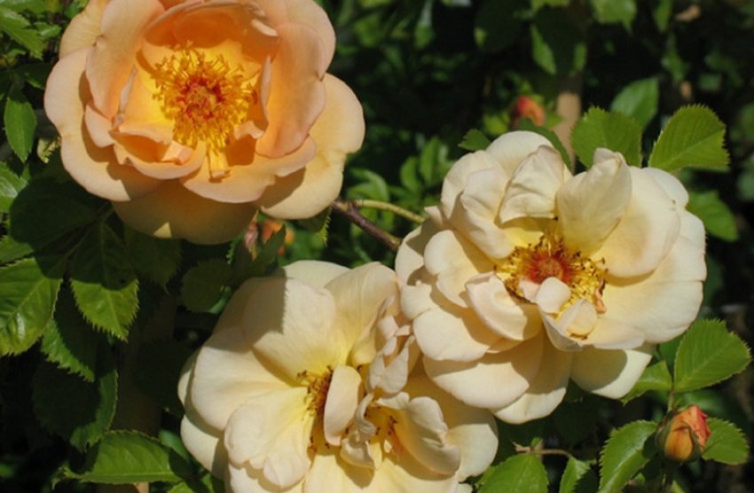 Майголд Майголд