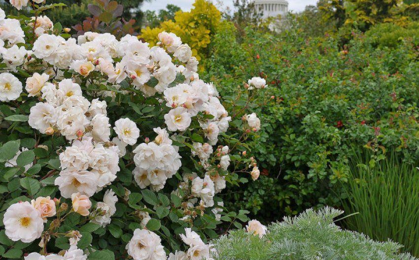 Троянда Пенелопа Троянда Пенелопа