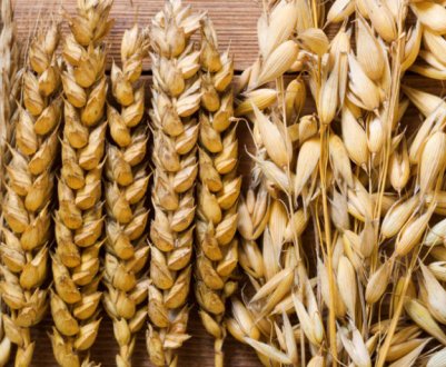 Яка різниця між ячменем і пшеницею