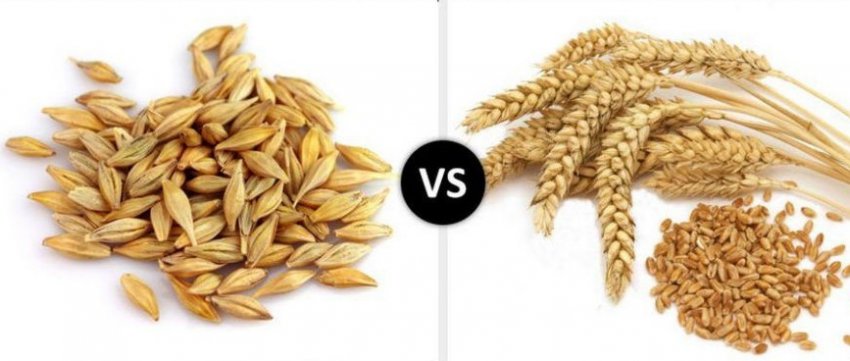 Чем отличается ячмень от пшеницы: отличия зерна по цвету, как отличить в  поле, разница в весе — что легче и тяжелее, что лучше и полезнее