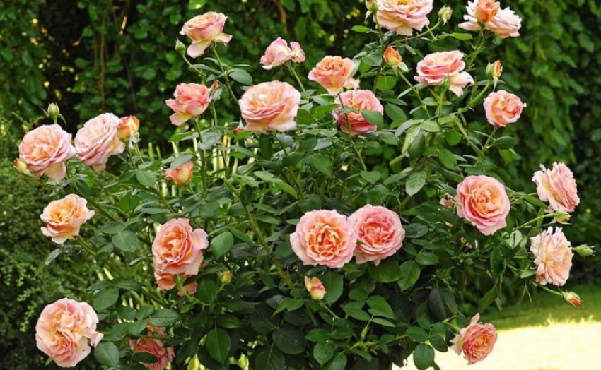 Чарльз Остін Чарльз Остін