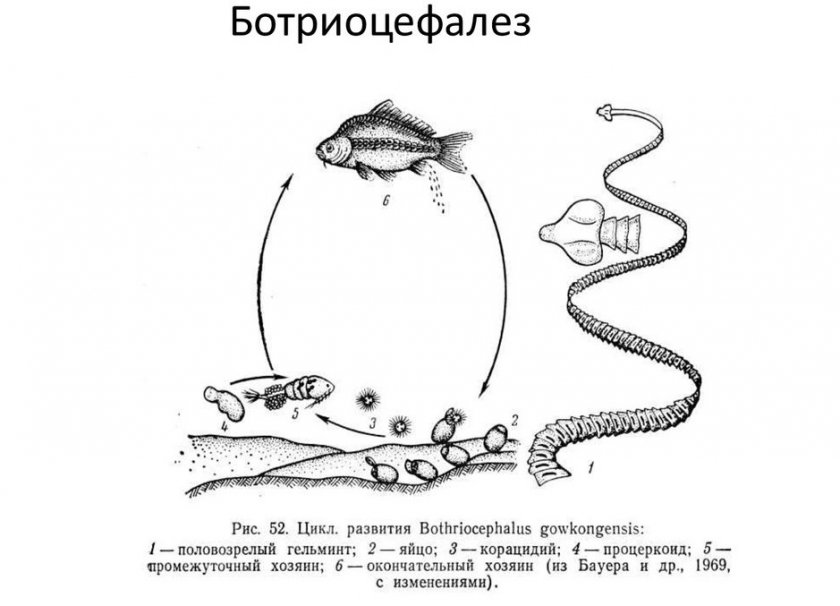 Цикл развития ленточного глиста Bothriocephalus gowcongensis