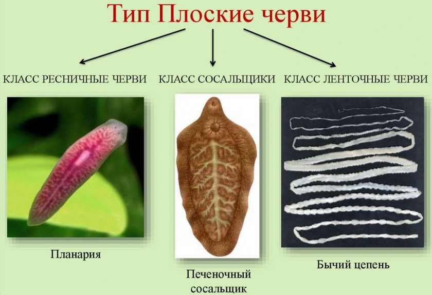 Классификация плоских червей