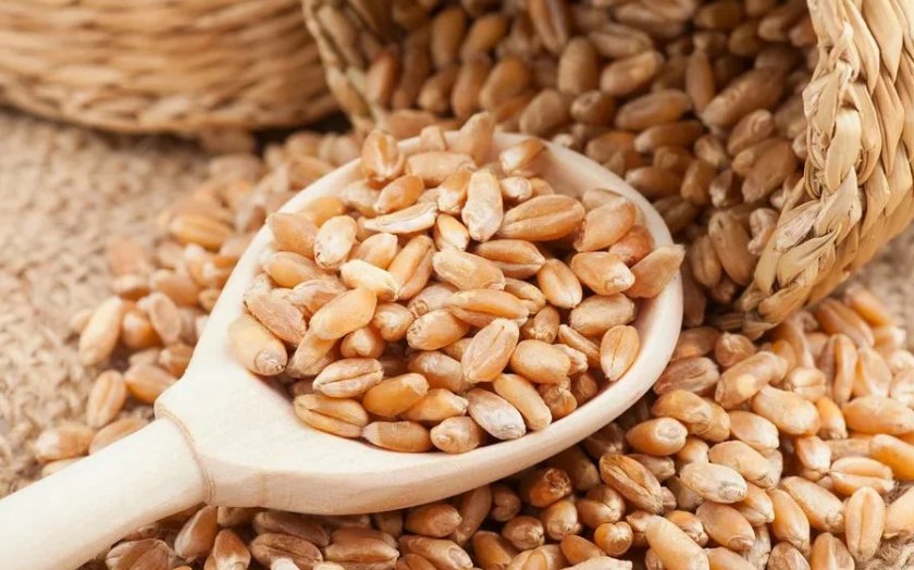 Чем полезны ростки пшеницы