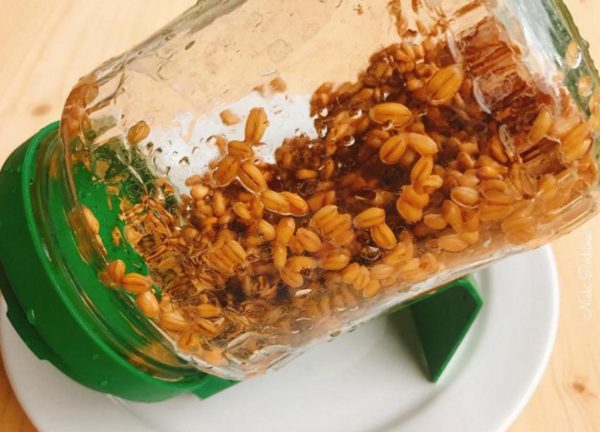 Пророщування пшениці в банці