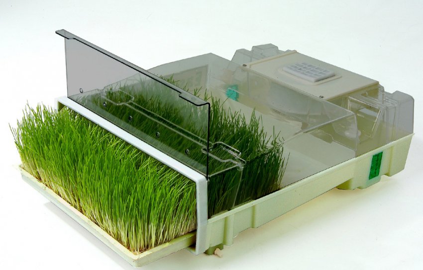 Пророщування пшениці в контейнері