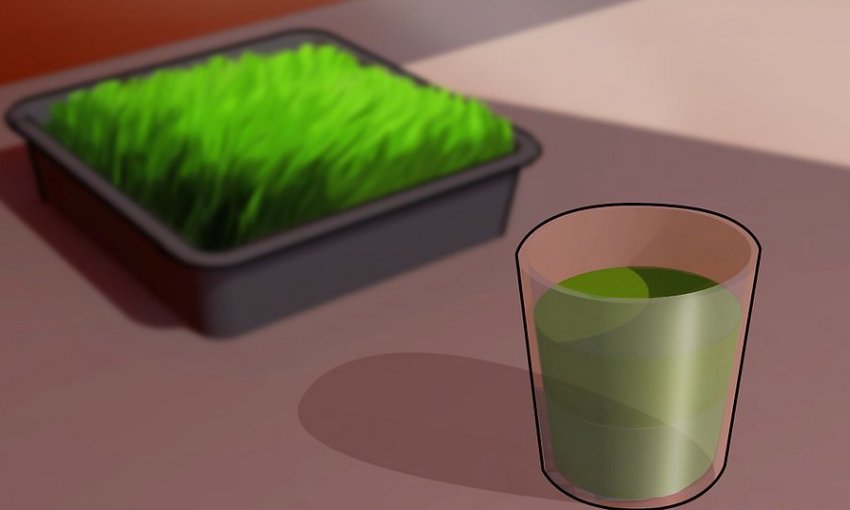 Фреш із паростків пшениці