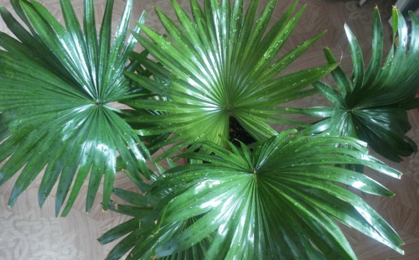 Лівістона Лівістона