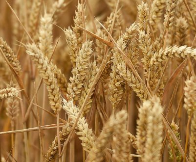 Вирощування пшениці в домашніх умовах