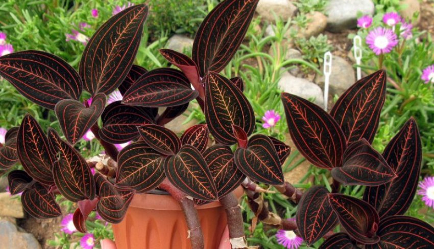 Лудизия Одіна Лудизия Одіна