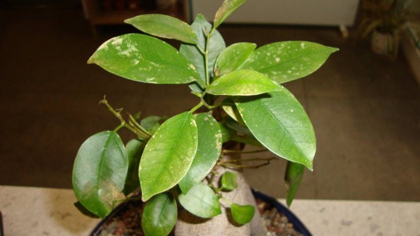 Сірі плями на листках фікуса микрокарпа