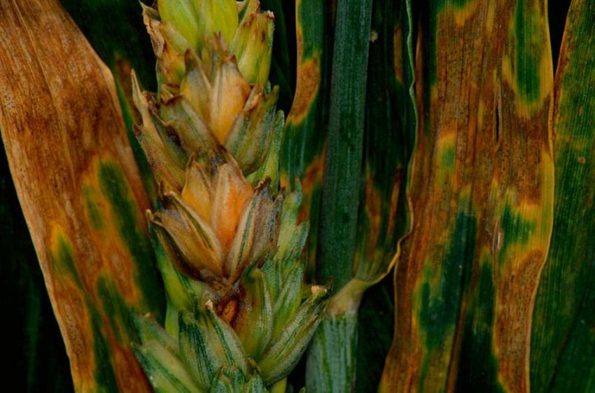 Жовтий бактеріоз пшениці