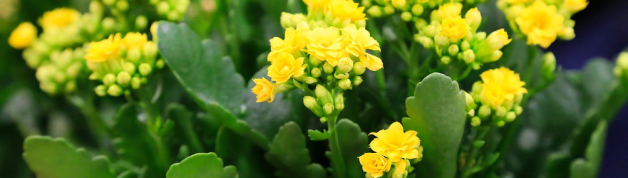 Як правильно і коли потрібно пересаджувати каланхое