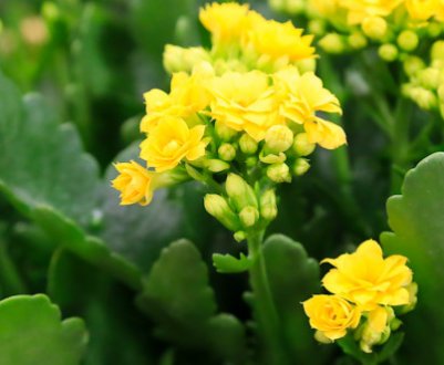 Як правильно і коли потрібно пересаджувати каланхое