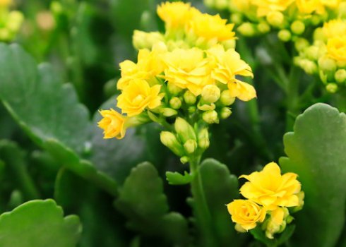 Як правильно і коли потрібно пересаджувати каланхое