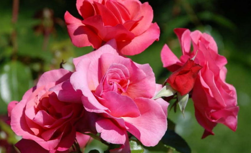 Розэнресли Розэнресли