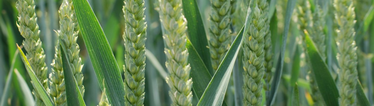 Опис і правила вирощування озимої пшениці Багіра