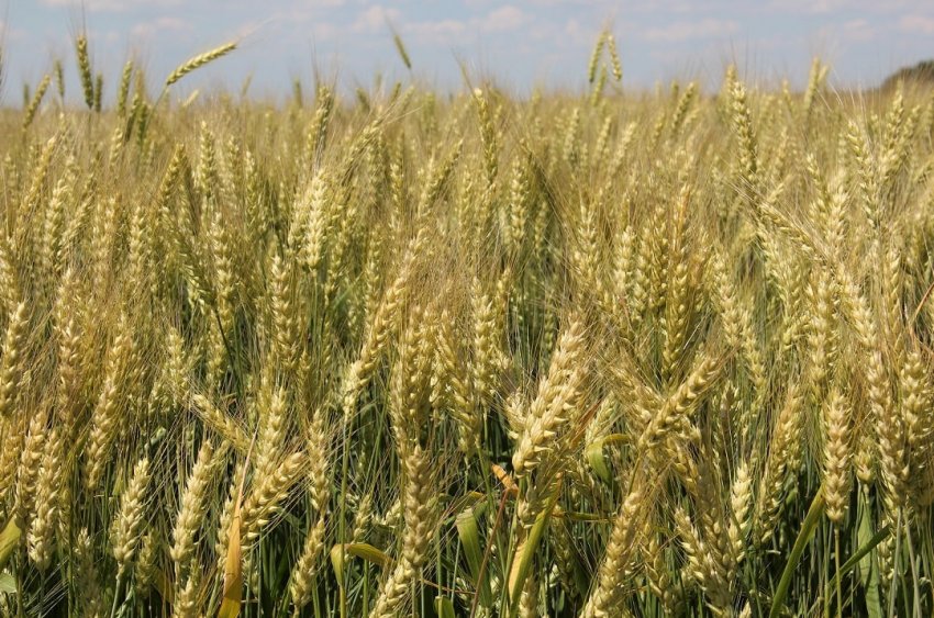 Озима пшениця Багіра