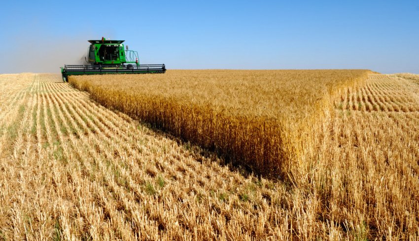 Збирання врожаю пшениці