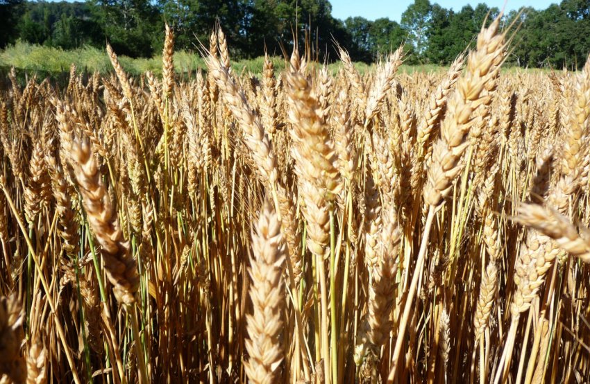 Озима пшениця Багіра