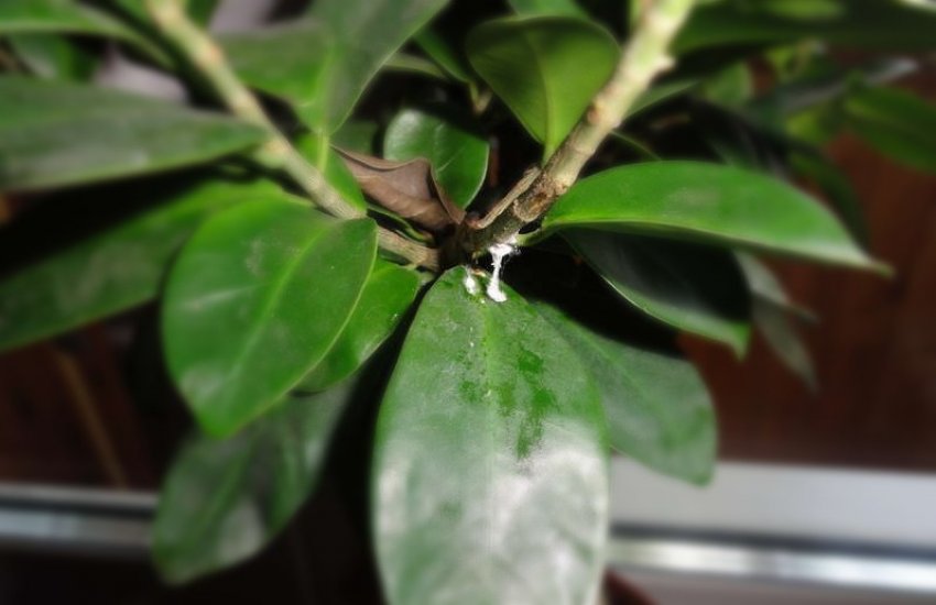 Павутинний кліщ