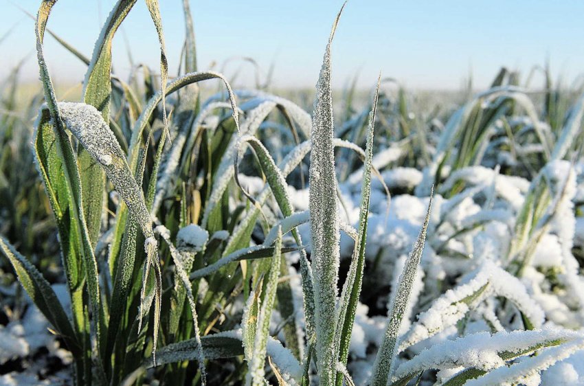 Стійкість озимої пшениці до морозів