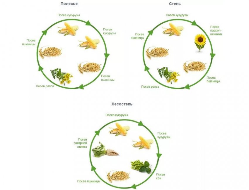 Схема сівозміни культур