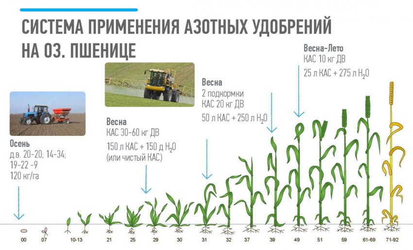 Підживлення озимої пшениці