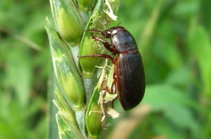 Пшеничний жужелиця