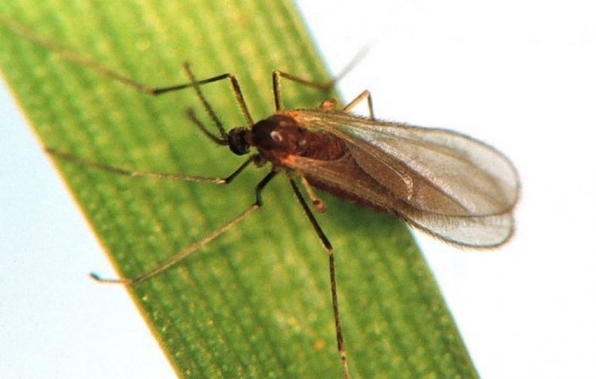 Гессенська муха