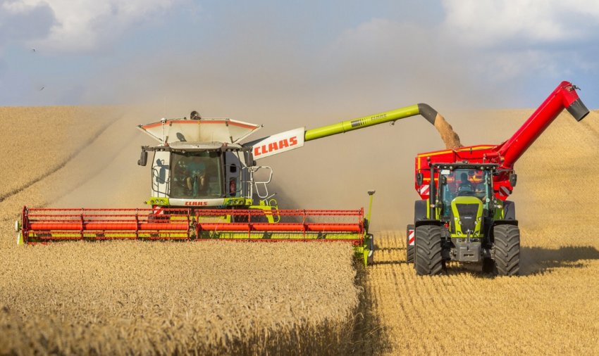 Збирання врожаю пшениці