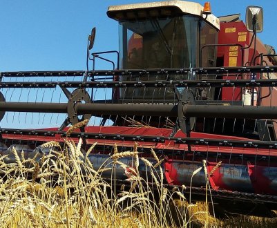 Збирання озимої та ярої пшениці в різних регіонах Росії