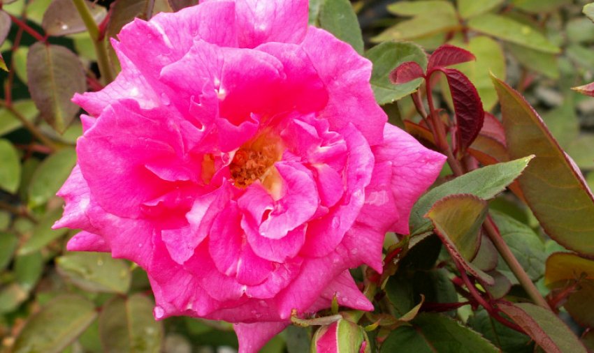 Zepherin Drouin Zepherin Drouin