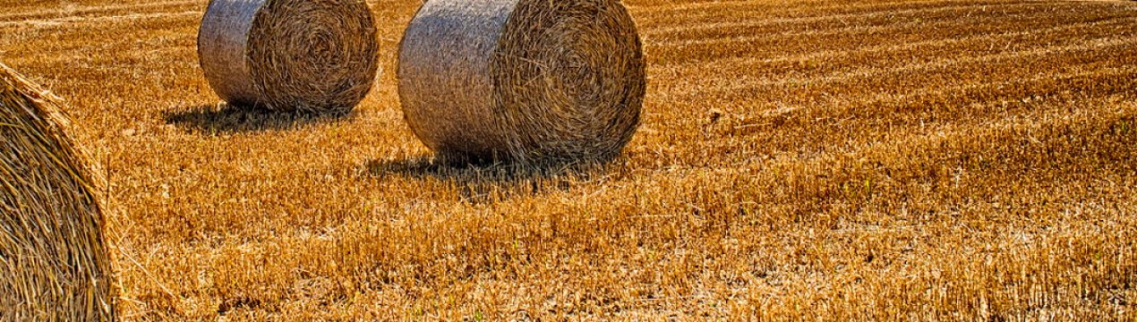 Проблемний урожай пшениці в Австралії