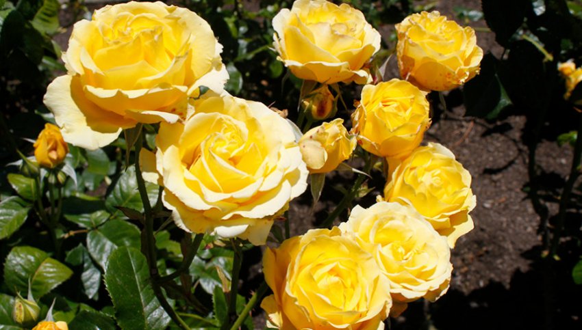 Golden Geit Golden Geit