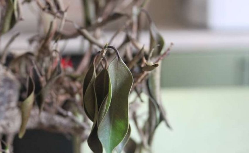 Потемнілі і скручені листя фікуса